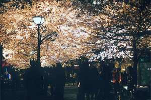 白川の桜